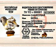 Водительское удостоверение нового образца 2011 год. Соблезубая Белка Ореховна